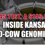 Dairy AI technician at nitrogen tank pulling semen straw during early breeding rounds in commercial Kansas freestall