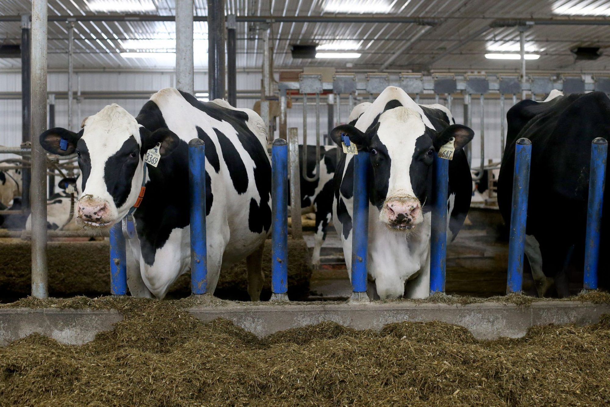 methane efficiency breeding