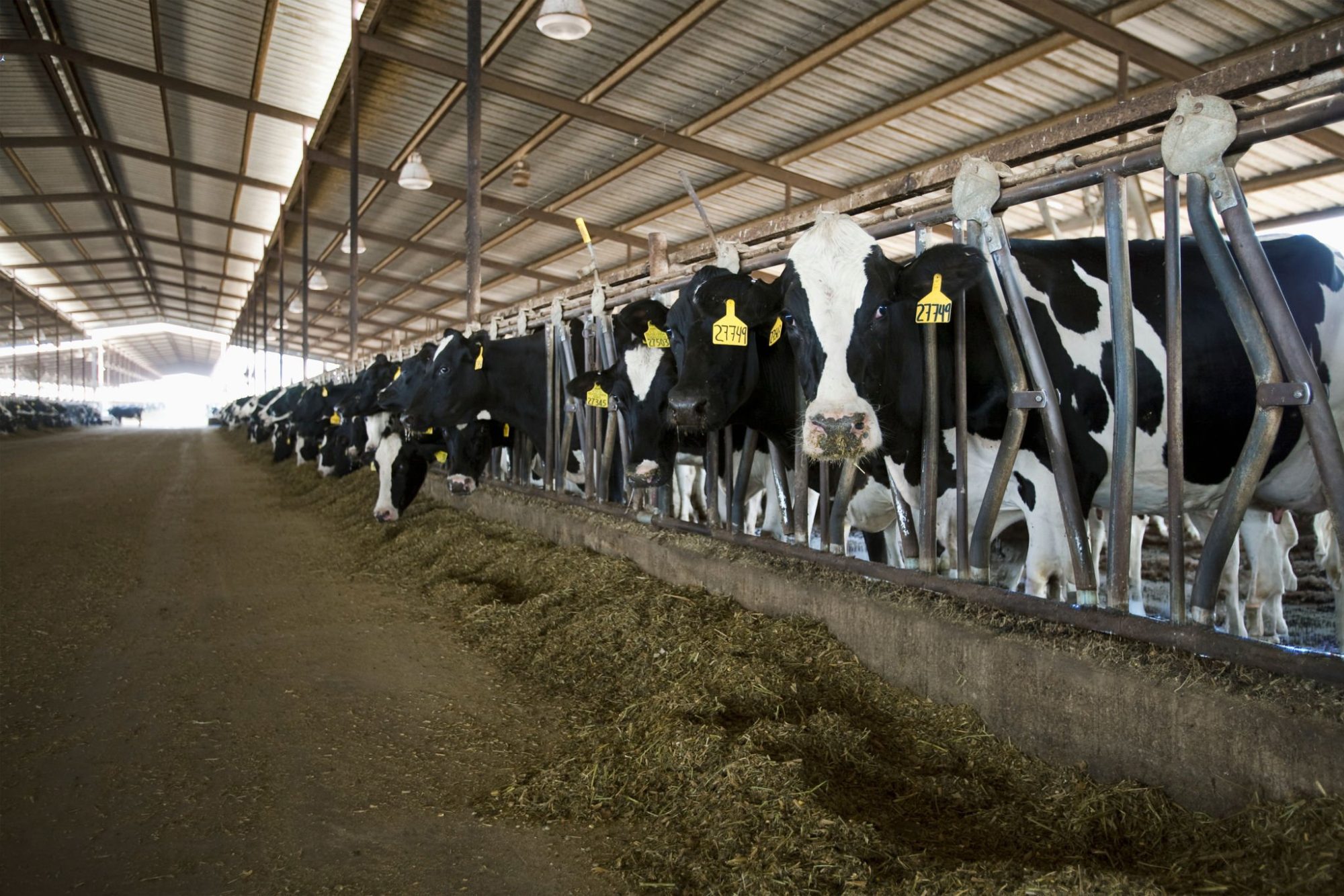 dairy carbon footprint