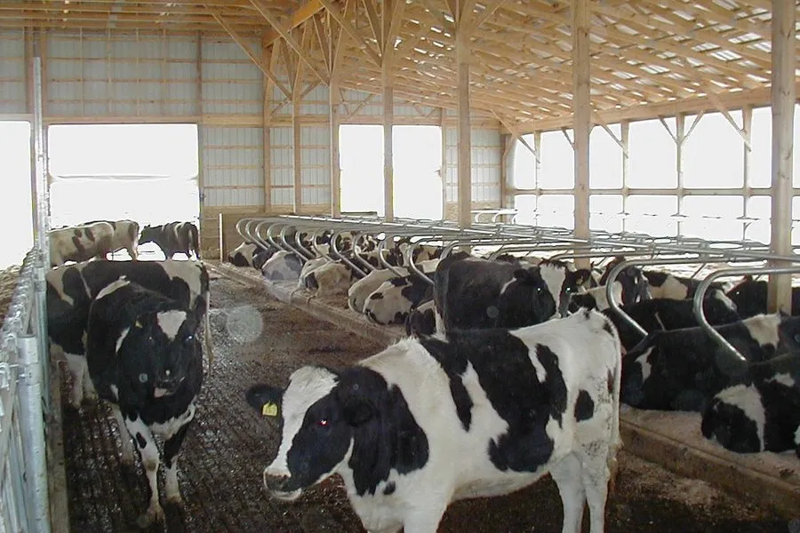 gene-edited milk
