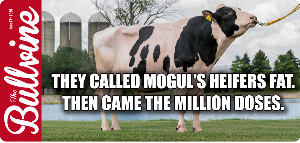 They Called Mogul’s Heifers Fat. Then Came the Mil&hellip;