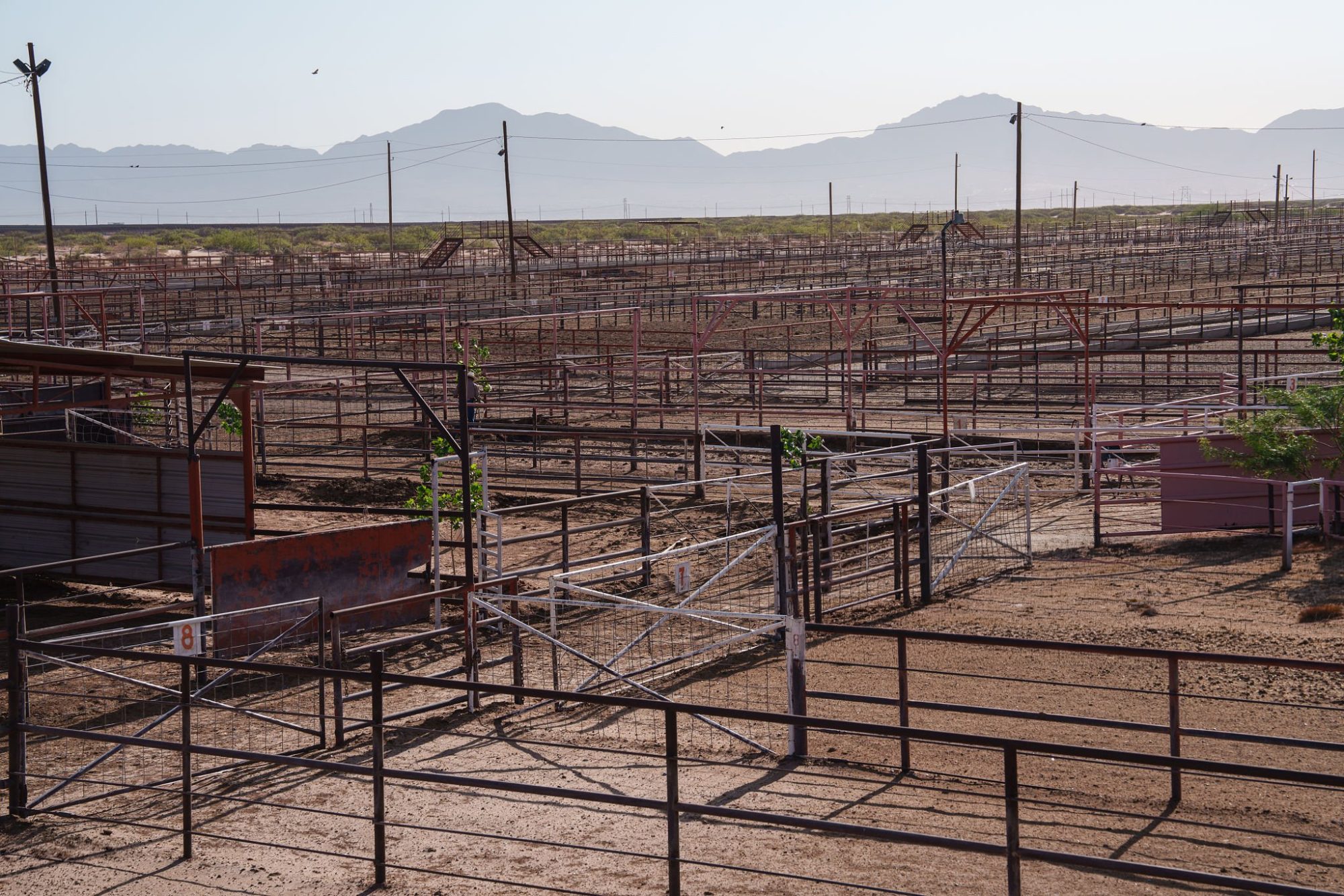 screwworm cattle import ban