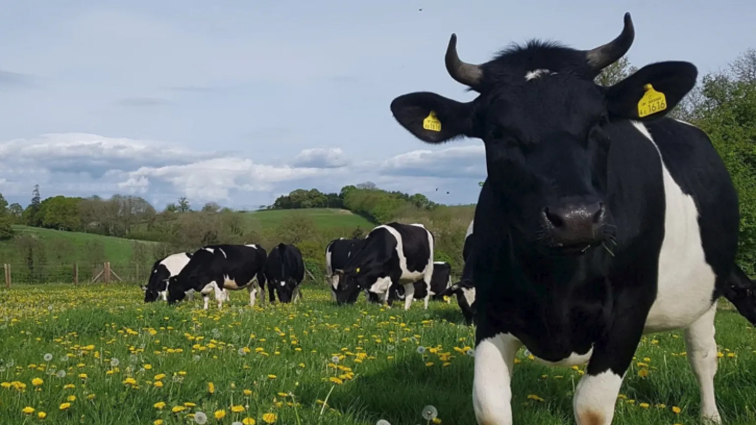 organic milk contract loss