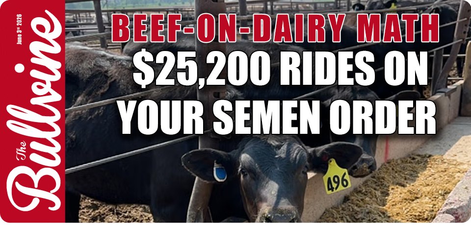 Beef-on-Dairy Math: $25,200 Rides on Your Semen Or&hellip;