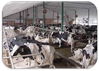 transition cow stocking density