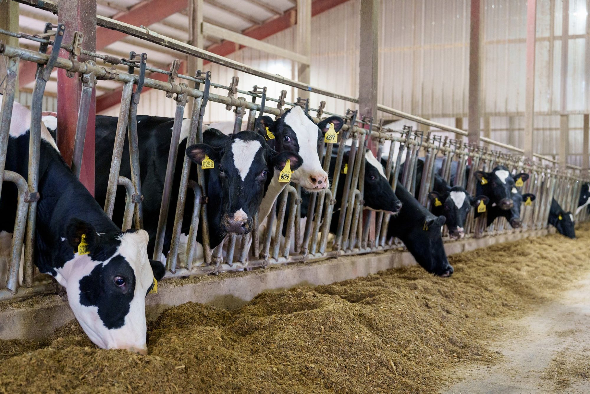 heifer feed efficiency SCC