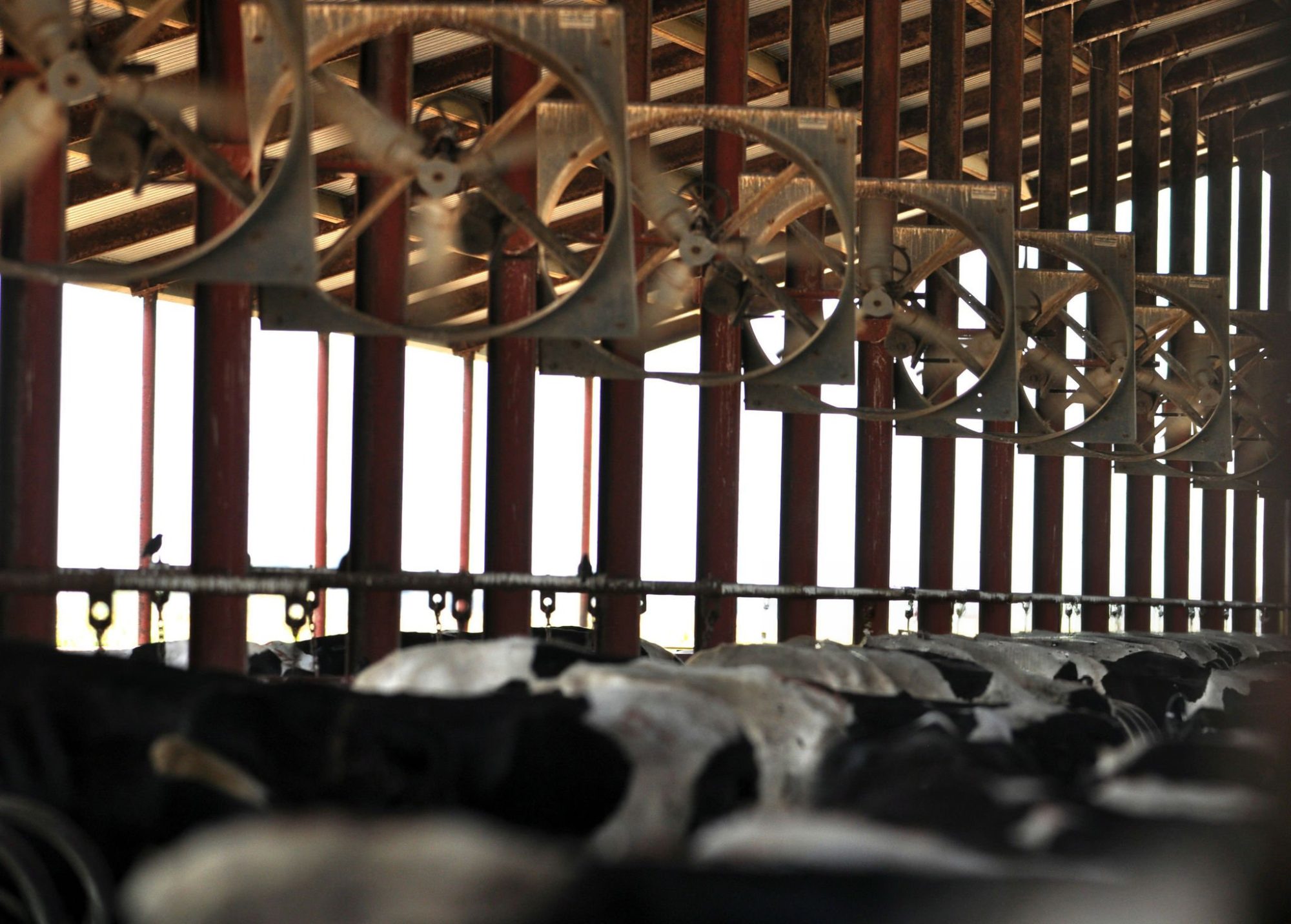 dairy heat stress