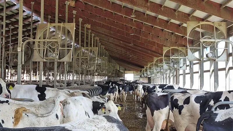 heat stress milk loss