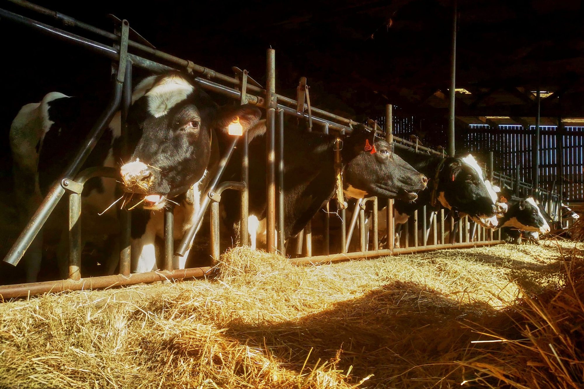 dairy cows feeding summer barn
