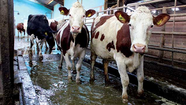 footbath protocol