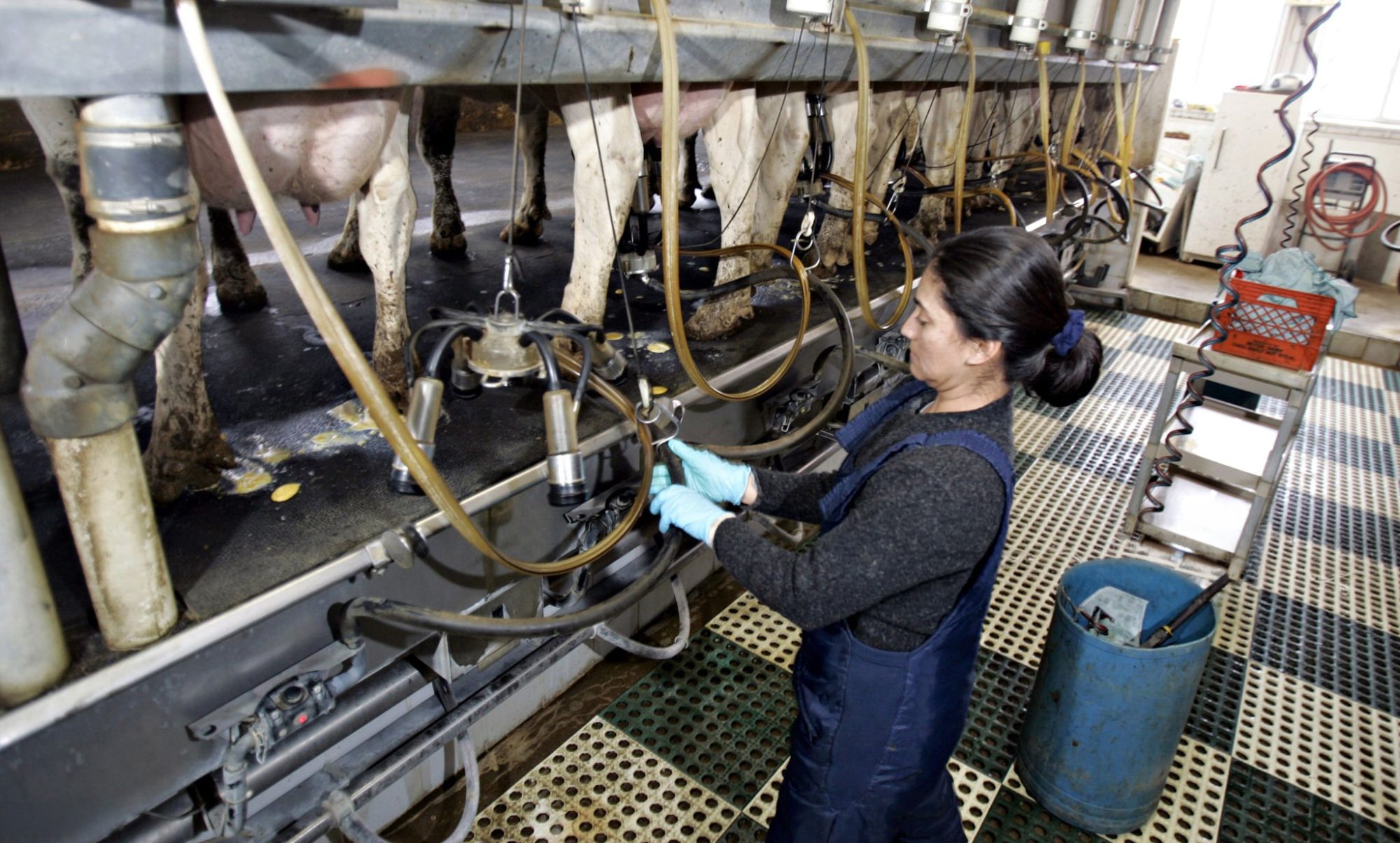 H-2A cost per cow