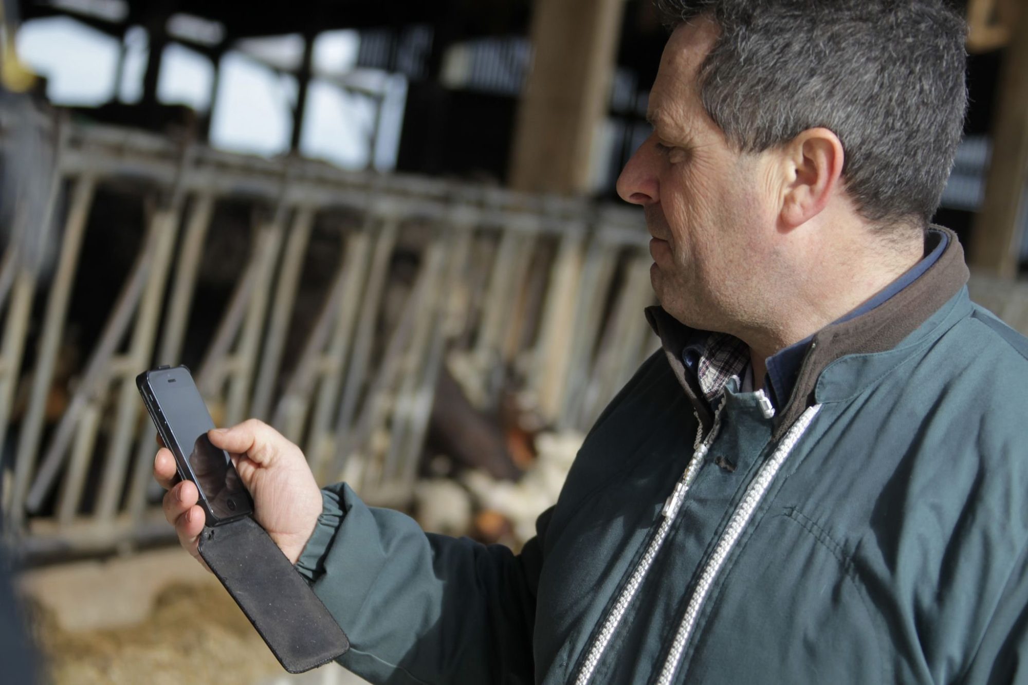 selective dry-cow therapy