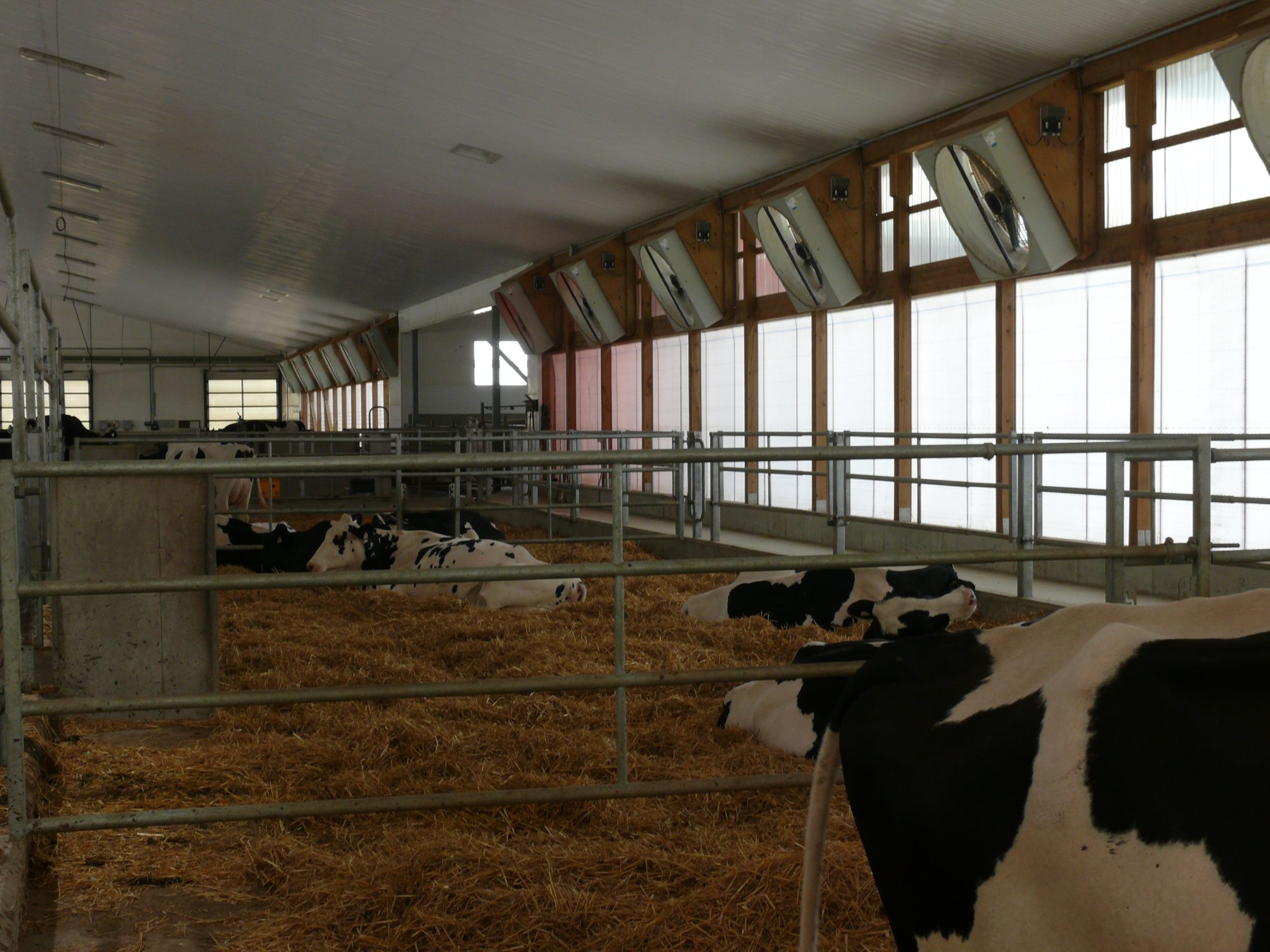 subclinical hypocalcemia fresh cows