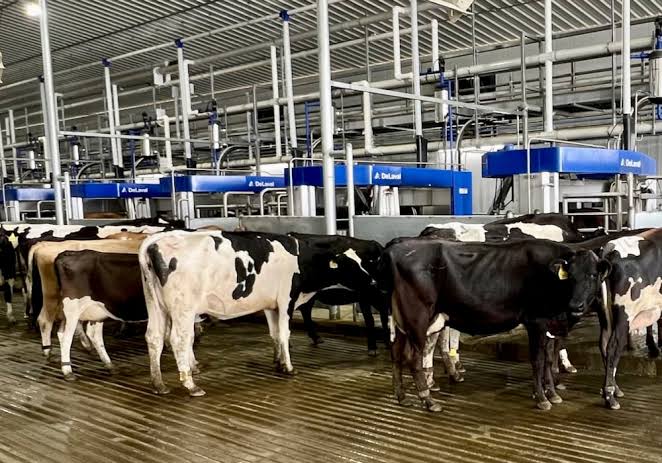 cows per robot
