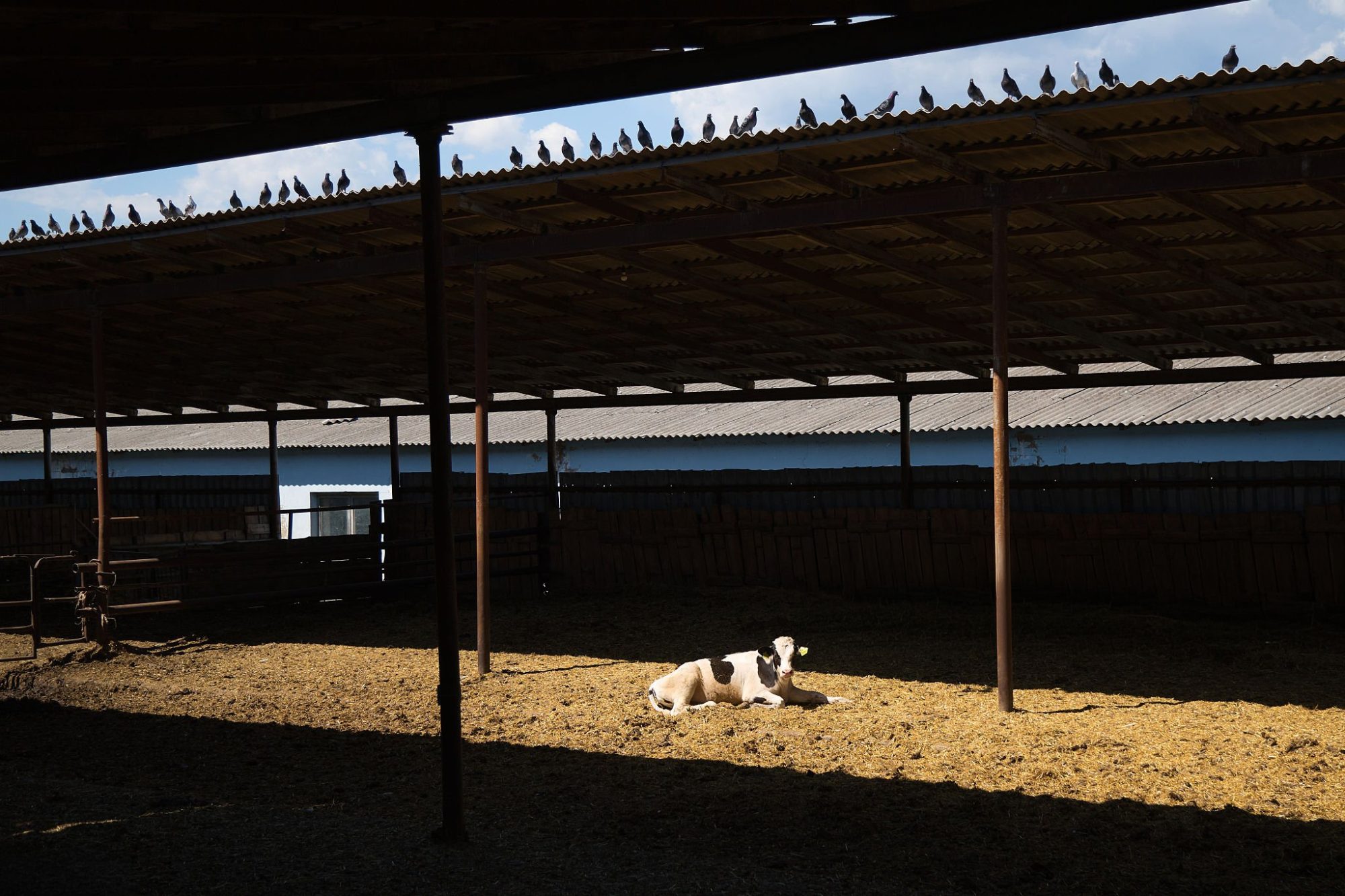 dry cow cooling
