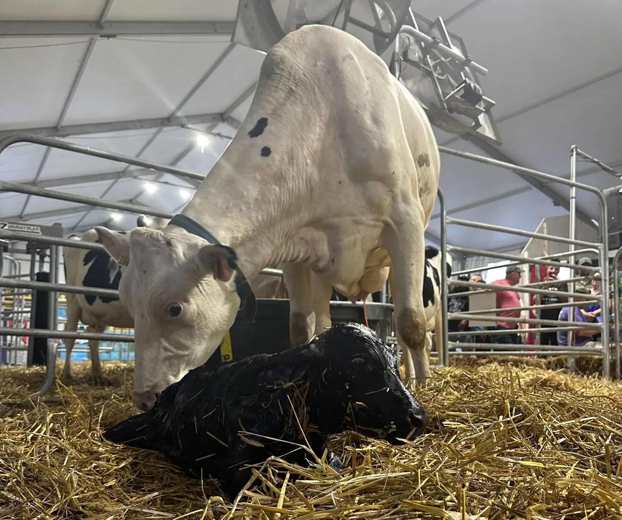 beef-on-dairy cost