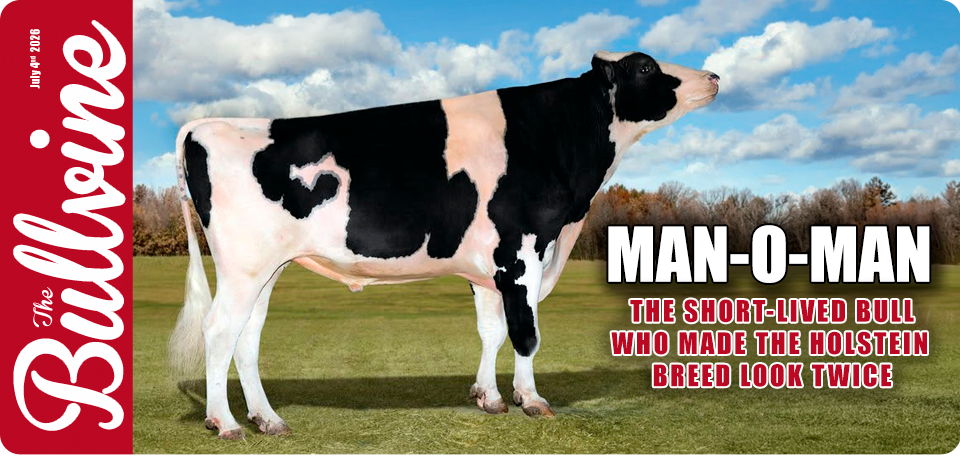 Man-O-Man: The Short-Lived Bull Who Made the Holst&hellip;