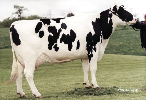 Meier-Meadows El-Jezebel EX-92-GMD — the cow sire analyst Charlie Will called "just an awesome individual," who gave milk "without even stressing herself at all." The Obert family of Dakota, Illinois bought her as a three-month-old calf because, as Gaylon put it, "it was that clear-cut" — and from her came O-Man, and from O-Man came the bull they'd call Man-O-Man