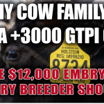 cow family breeding