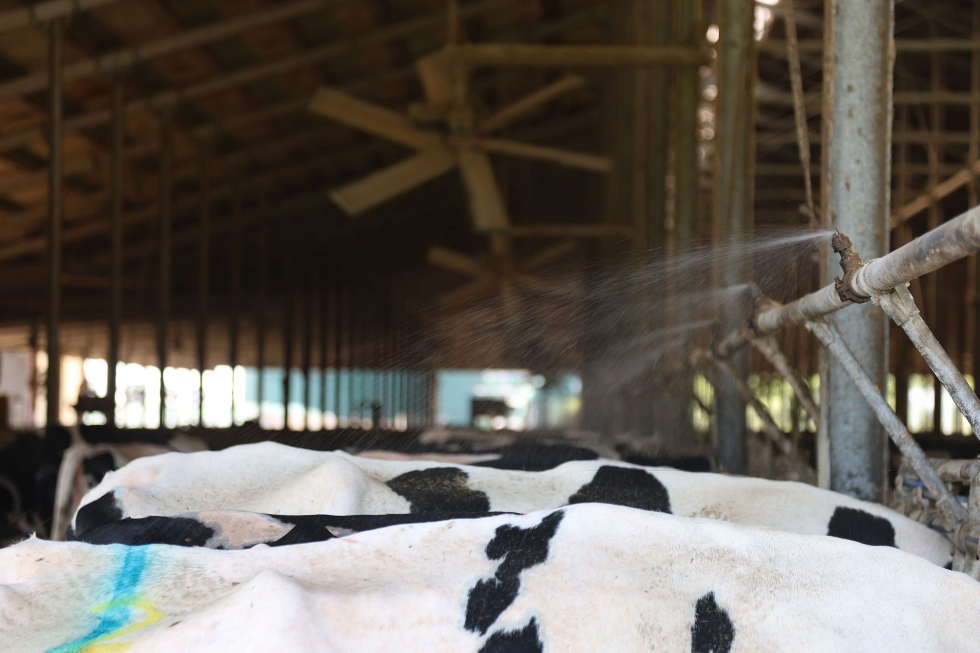 heat stress dairy costs