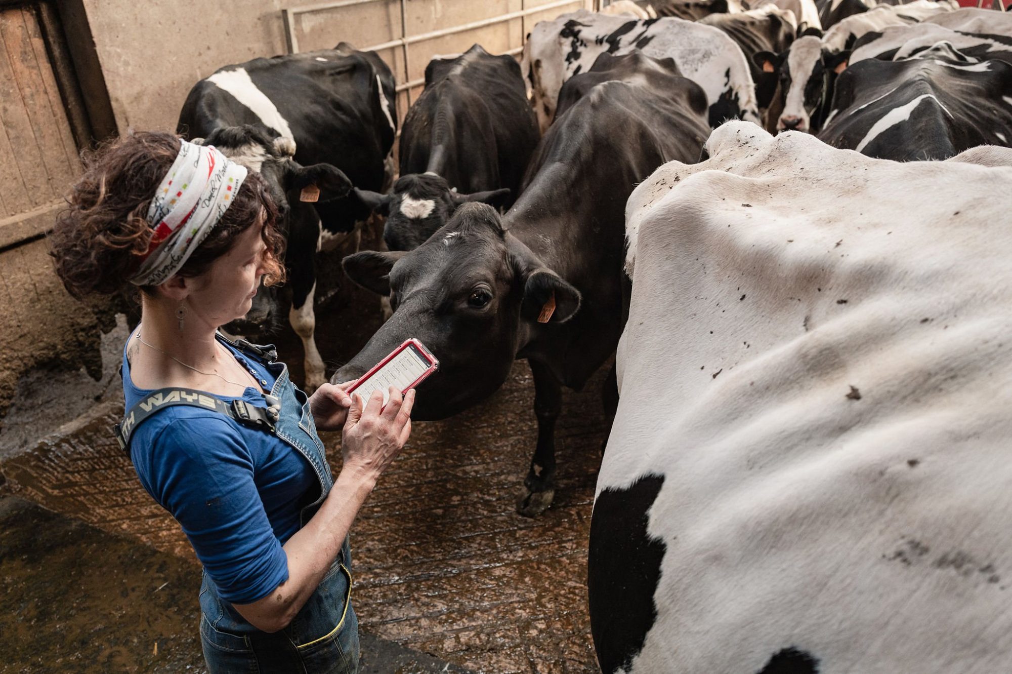 beef-on-dairy replacement cost