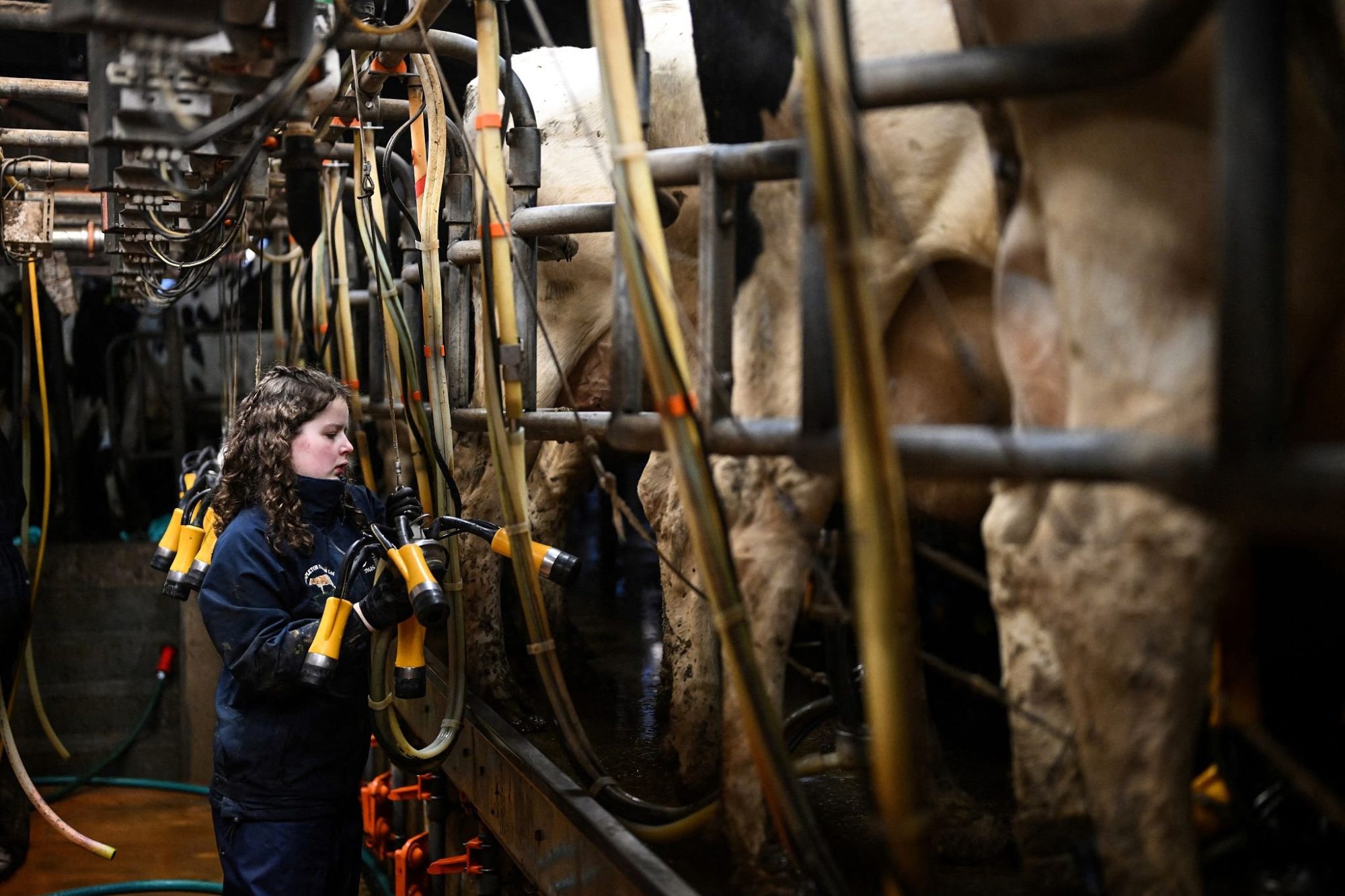 H5N1 dairy testing