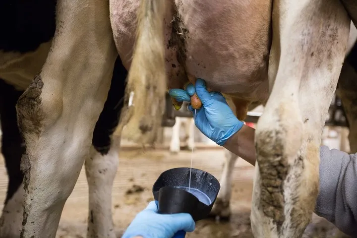 mastitis overtreatment cost