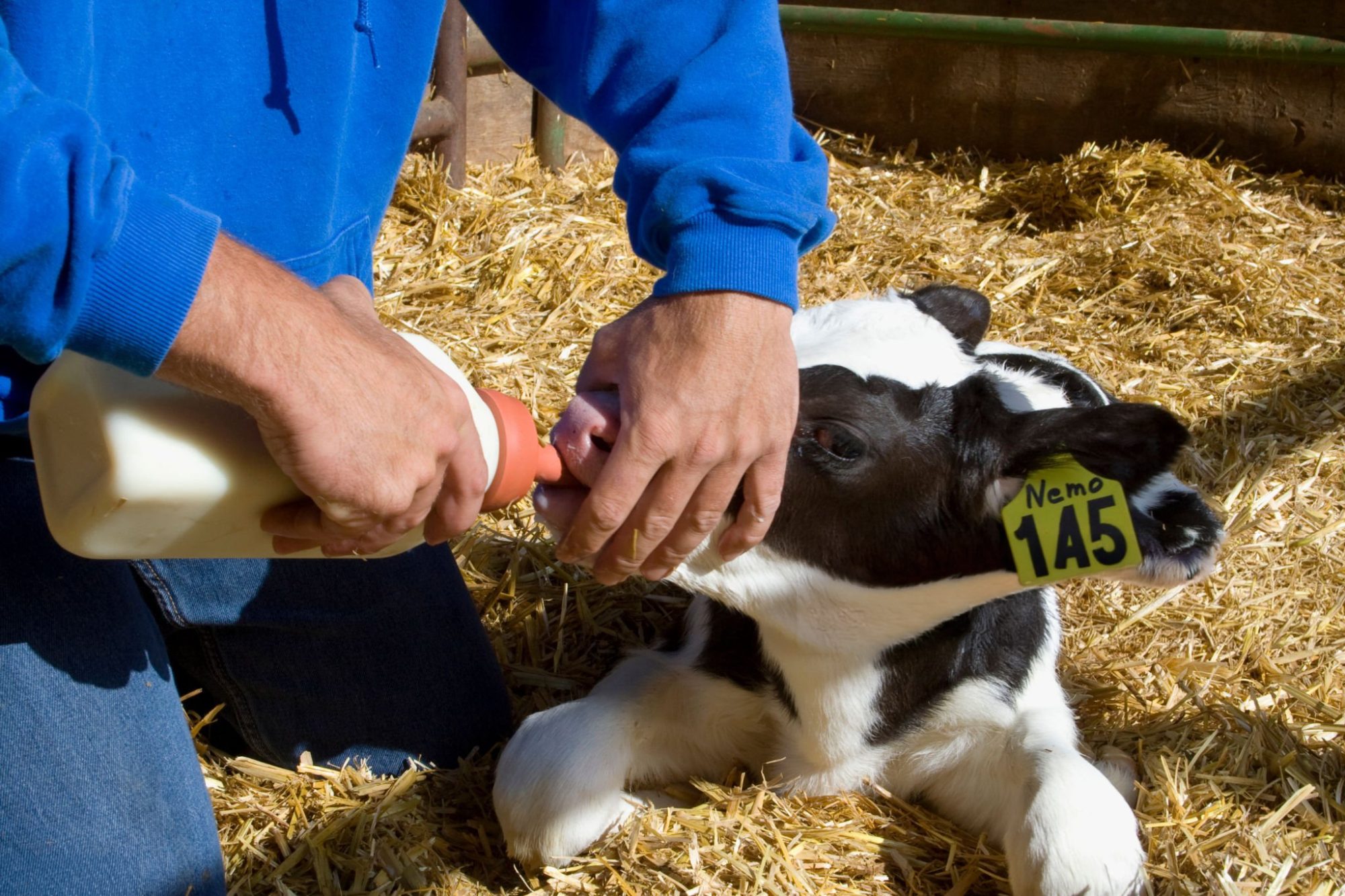 colostrum bacteria contamination