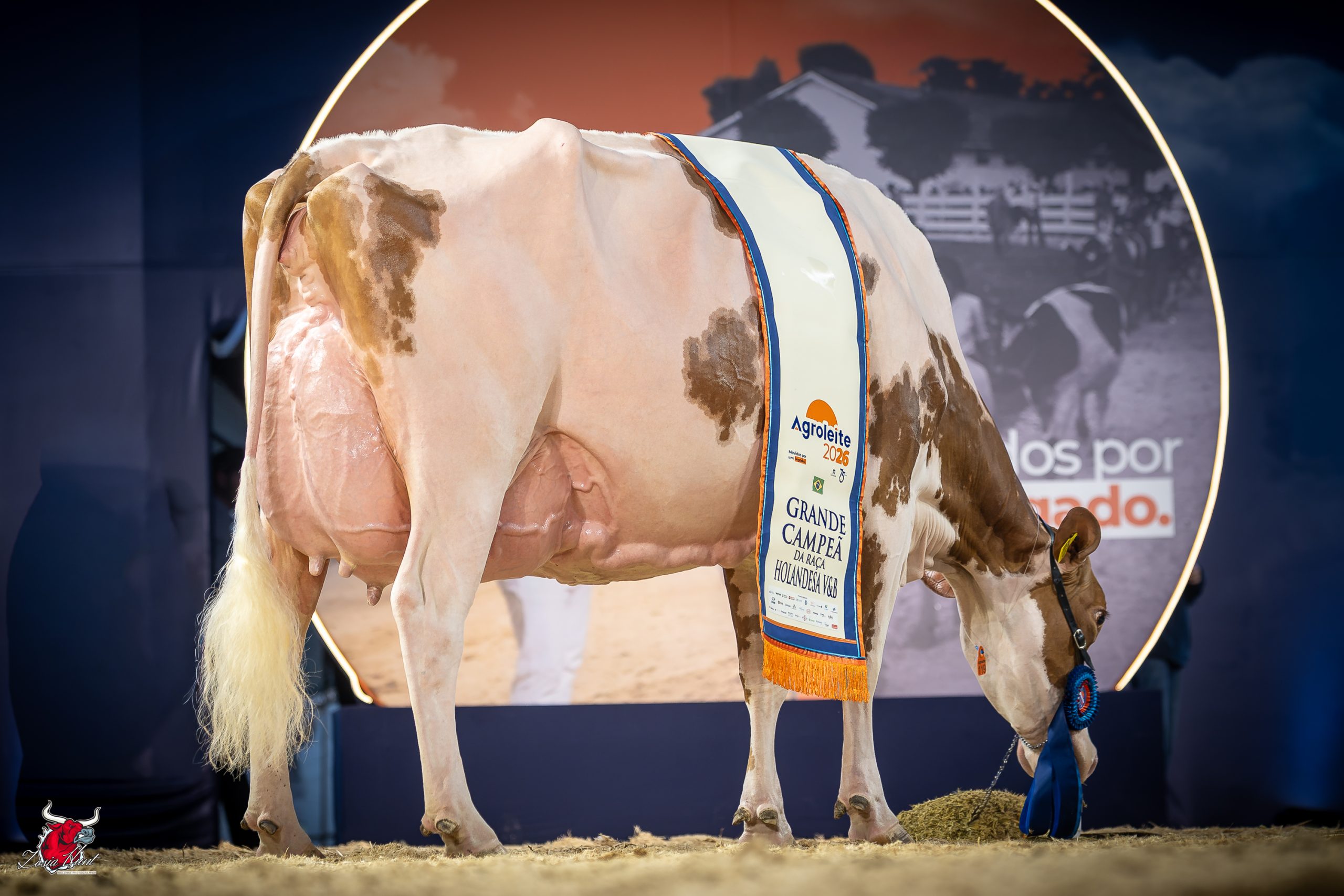 AGROLEITE 2026 | Red & White Holstein 