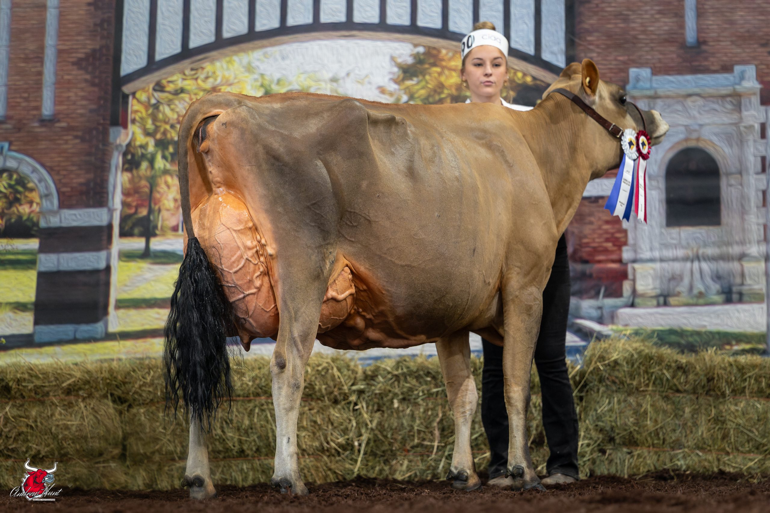 Le Supreme Laitier – Jersey Show 2026