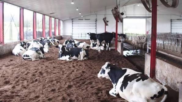 milk fever prevention