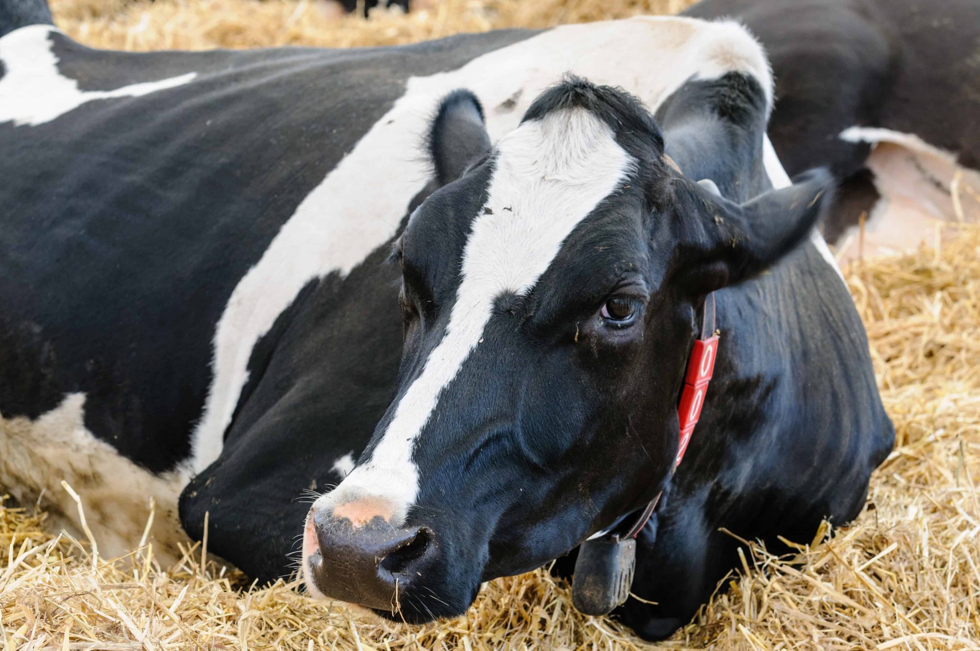replacement heifer cost