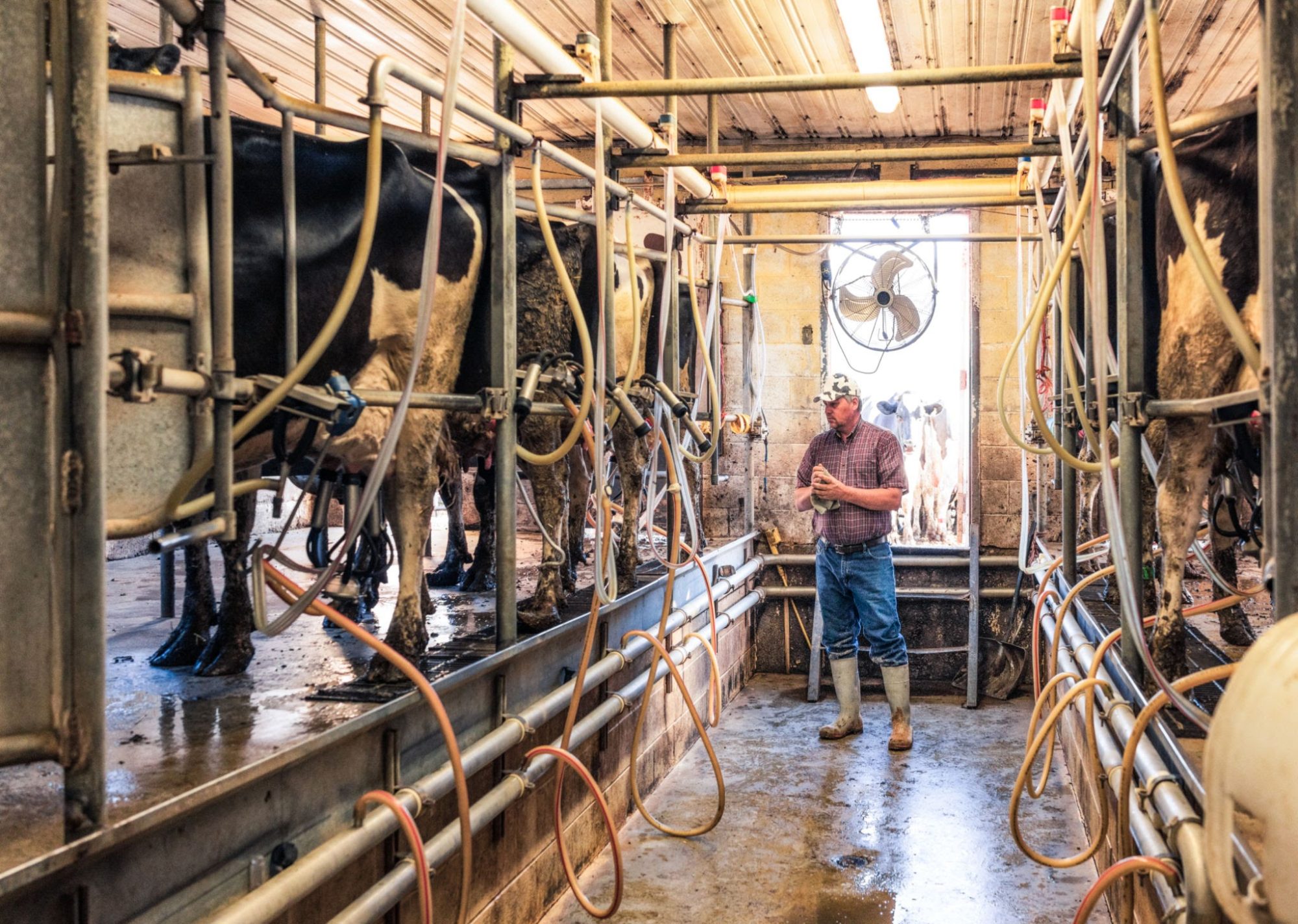H-2A dairy costs