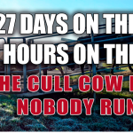cull cow transport