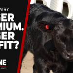 beef-on-dairy premiums