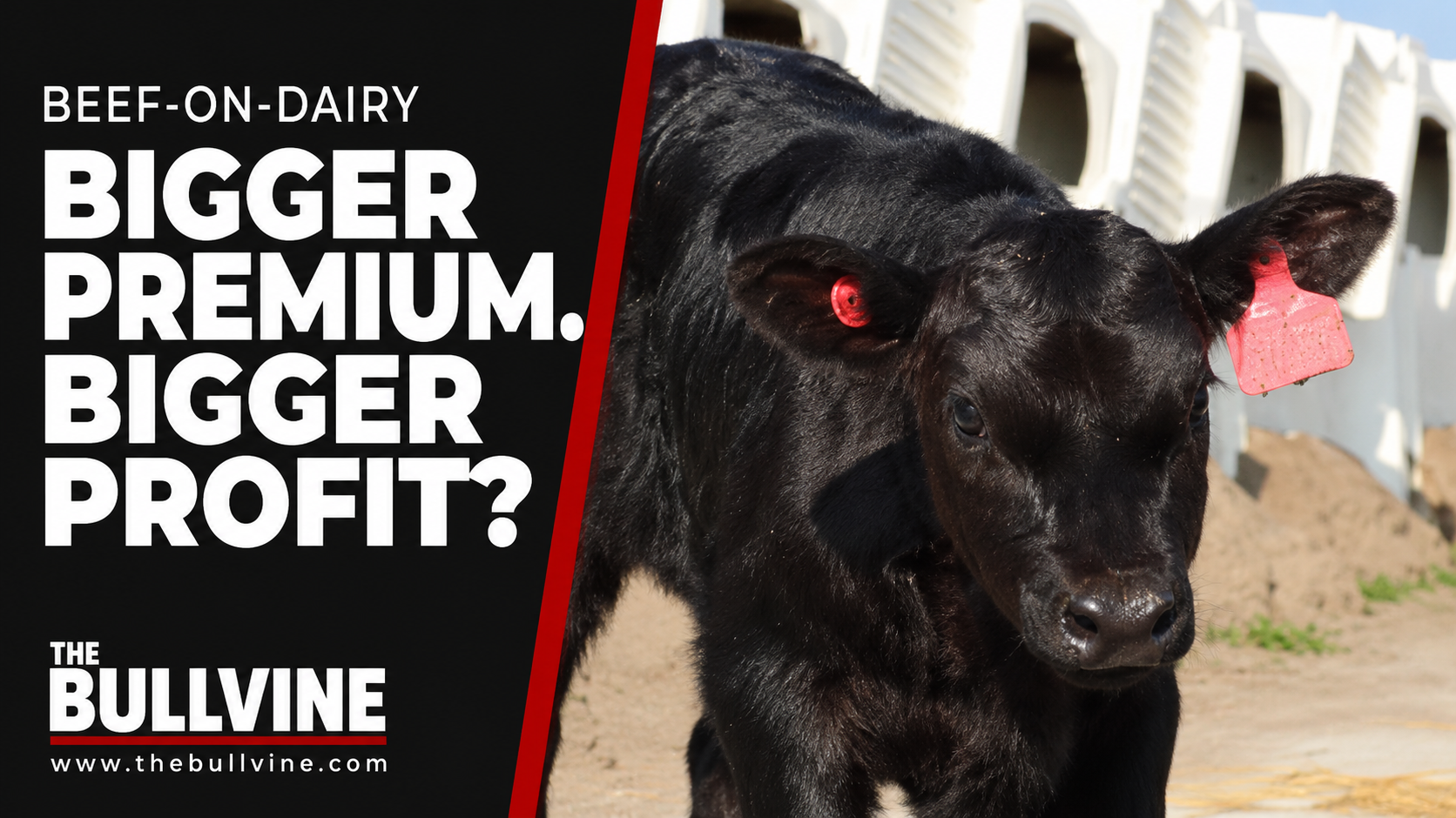 beef-on-dairy premiums