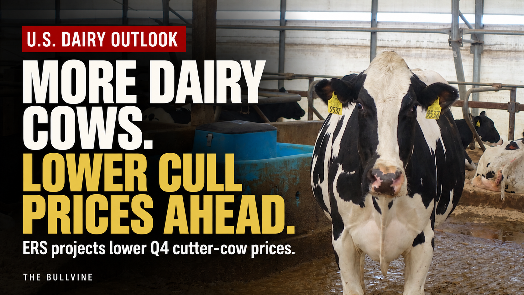 dairy herd growth