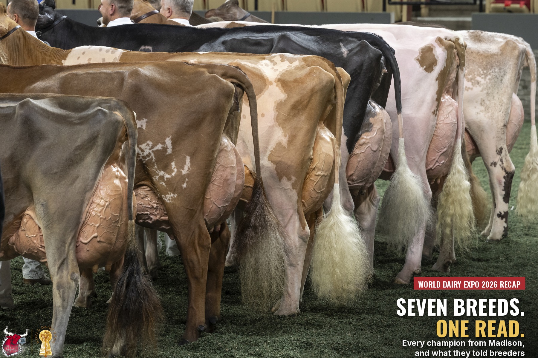 Seven Breeds, One Read: Every World Dairy Expo 202&hellip;
