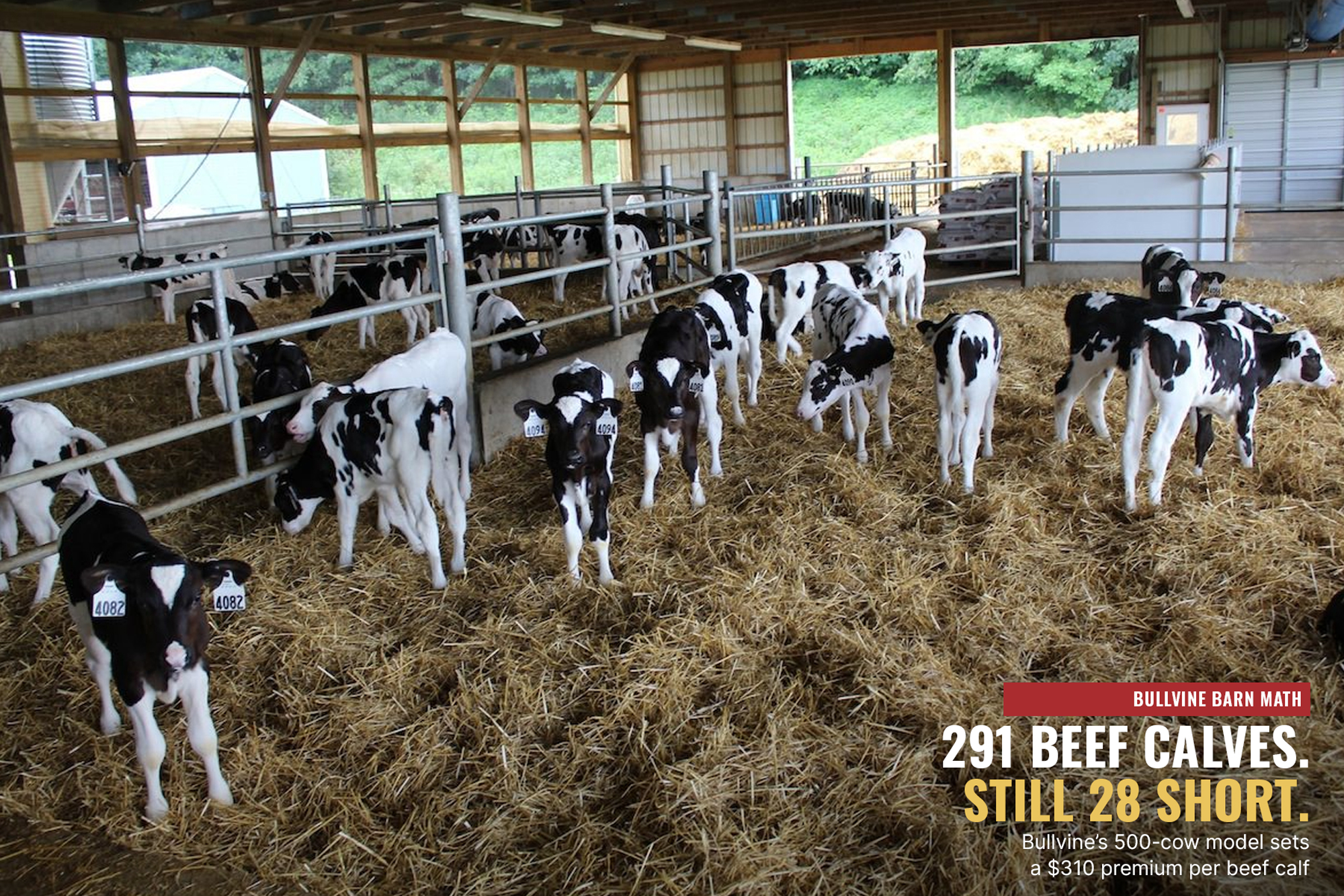 beef-on-dairy replacement gap