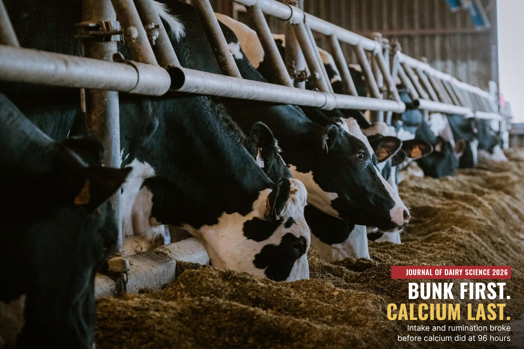 fresh cow dyscalcemia