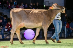 DSC08530-2 DSC08530-2