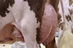 DSC07752-2 DSC07752-2