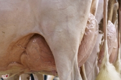 DSC07784-2 DSC07784-2