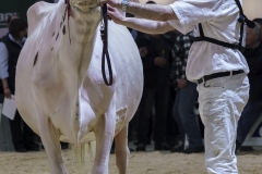 DSC07833-2 DSC07833-2