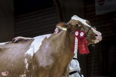 DSC07862-2 DSC07862-2