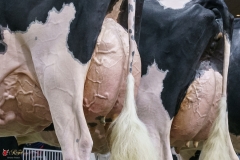 DSC06052-2 DSC06052-2