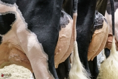 DSC05577-2 DSC05577-2